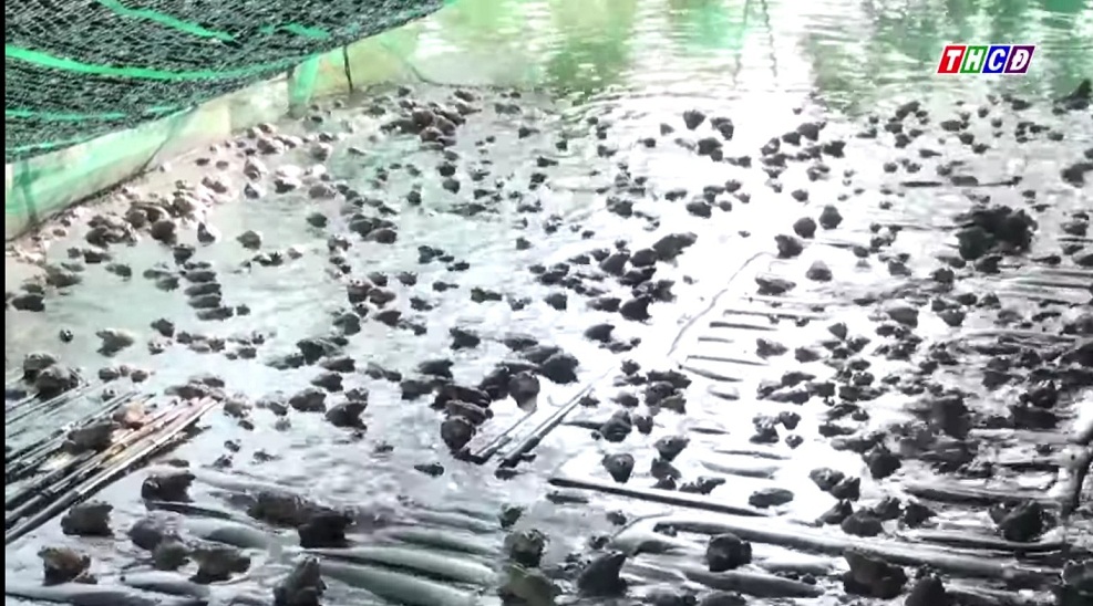mô hình nuôi ếch