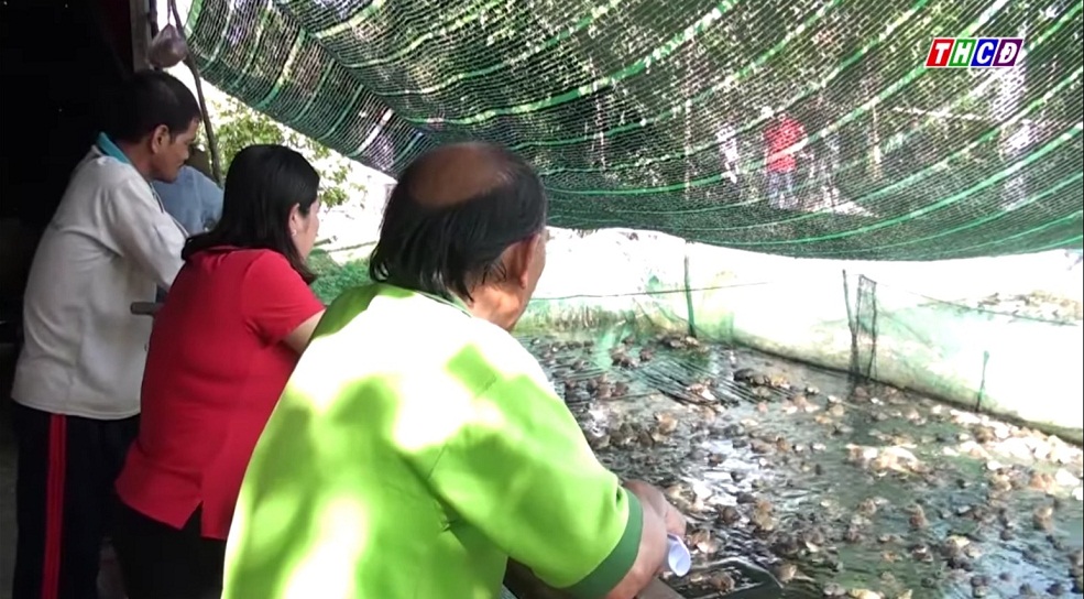 mô hình nuôi ếch